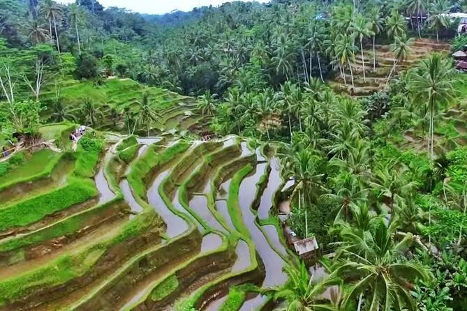 2-Day Experience Bali: Most Popular Tour - Day 1: Tegenungan Waterfall, Tirta Empul, and the Kintamani volcano lunch break