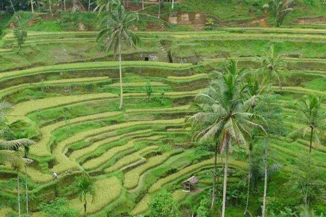 3 Days Sightseeing to the Famous Place in Bali - Day 3: Bedugul Market and Ulun Danu on Lake Beratan, Then Tanah Lot Sunset