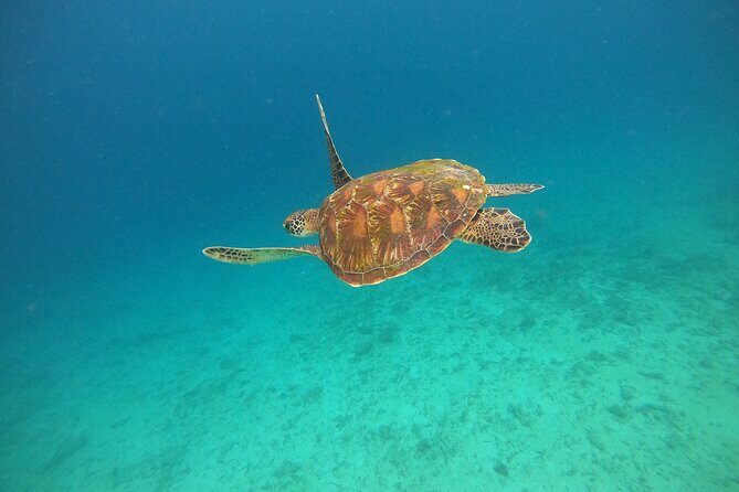 All Inclusive Snorkeling at Blue Lagoon with Lunch - Tanjung Jepun Snorkeling: More Reef Time and a Different Cast of Characters