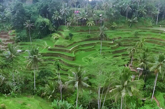 Bali Car-Charter: Go as your own trip to Ubud - Your stop-by-stop Ubud game plan (and how to adapt it)
