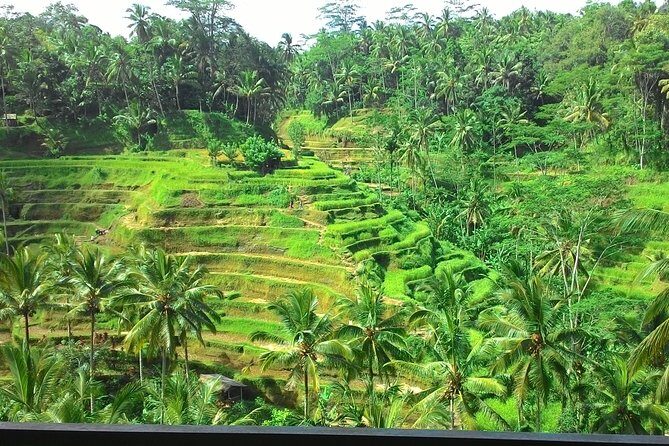 Bali in 1-Day : Rice Terrace, Volcano, Tanah lot - All Inclusive - The pickup game: start times and why the route works