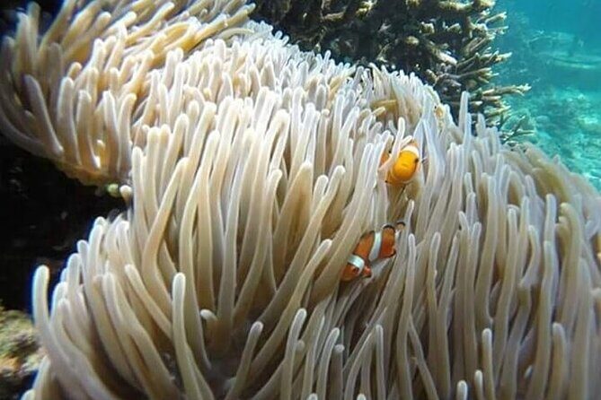 Bali Snorkeling Blue Lagoon with lunch &Optional waterfall Visit - Blue Lagoon Beach Snorkeling Plus Lunch at 2:00 PM