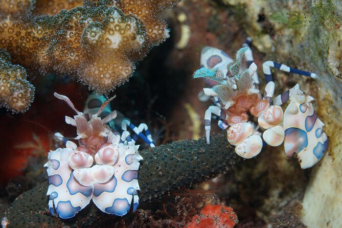 Day Trip Snorkeling in Tulamben - Explore Liberty Wreck (pick up in South Bali) - Snorkeling the USAT Liberty: shallow wreck magic and serious marine life