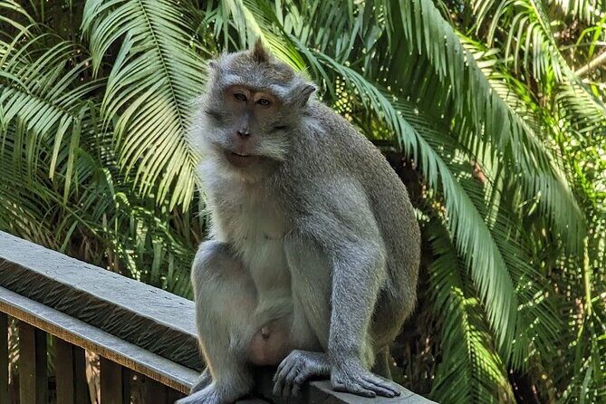 Full Day Private Tour to Ubud Waterfall and Tanah Lot Sunset - Price and value: why $70 can work (and when it won’t)