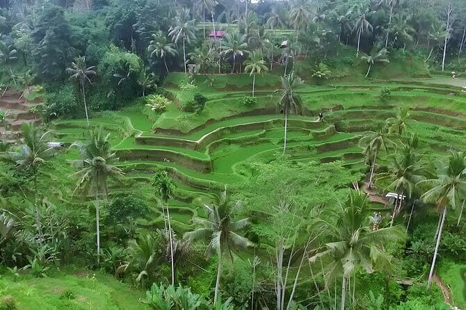 Half Day Ubud Village Private All Inclusive Tour - Time Management: Why Five Hours Can Feel Just Right