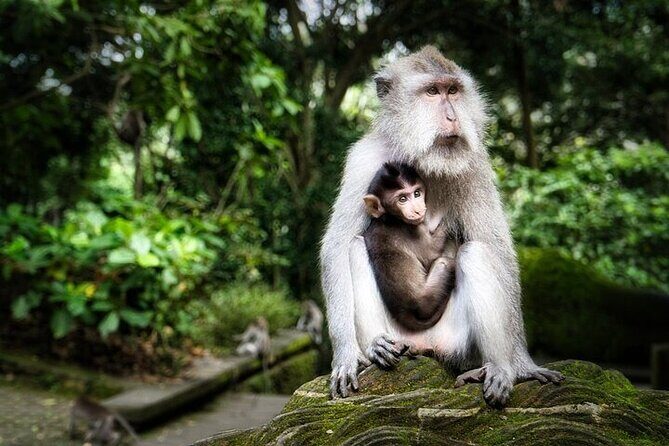 Private Day Tour In Ubud With Jungle Swing All Inclusive - Why this private Ubud day tour works (and feels worth it)