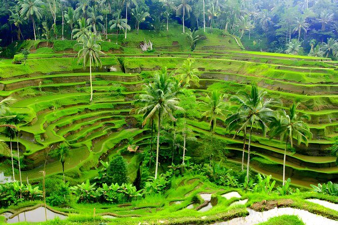 Private Half Day-Tour: Ubud Art Village Trip - The art market across the palace: Pasar Seni Ubud for real shopping
