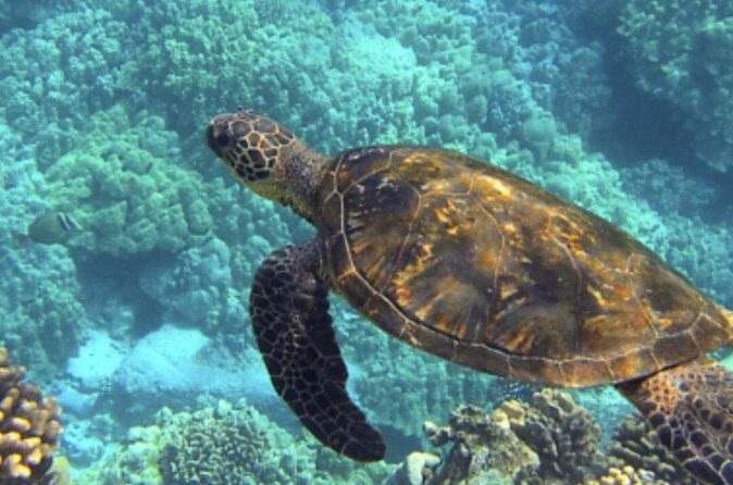 Private Snorkeling from Nusa Penida - Wall Point: The Underwater Wall That Changes the View