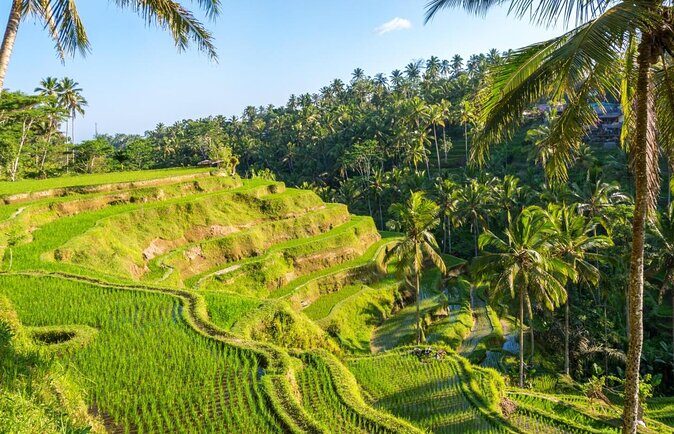 Ubud Monkey Forest Sanctuary Tours and Cretya - Key highlights