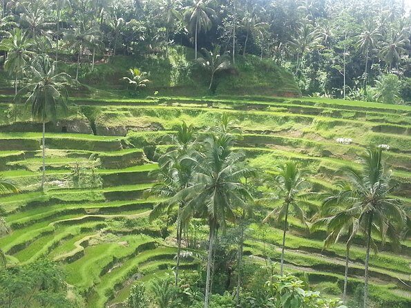 Ubud Tegalalang Rice Teracce & Tanah Lot Tour - How this Ubud and Tanah Lot day is built